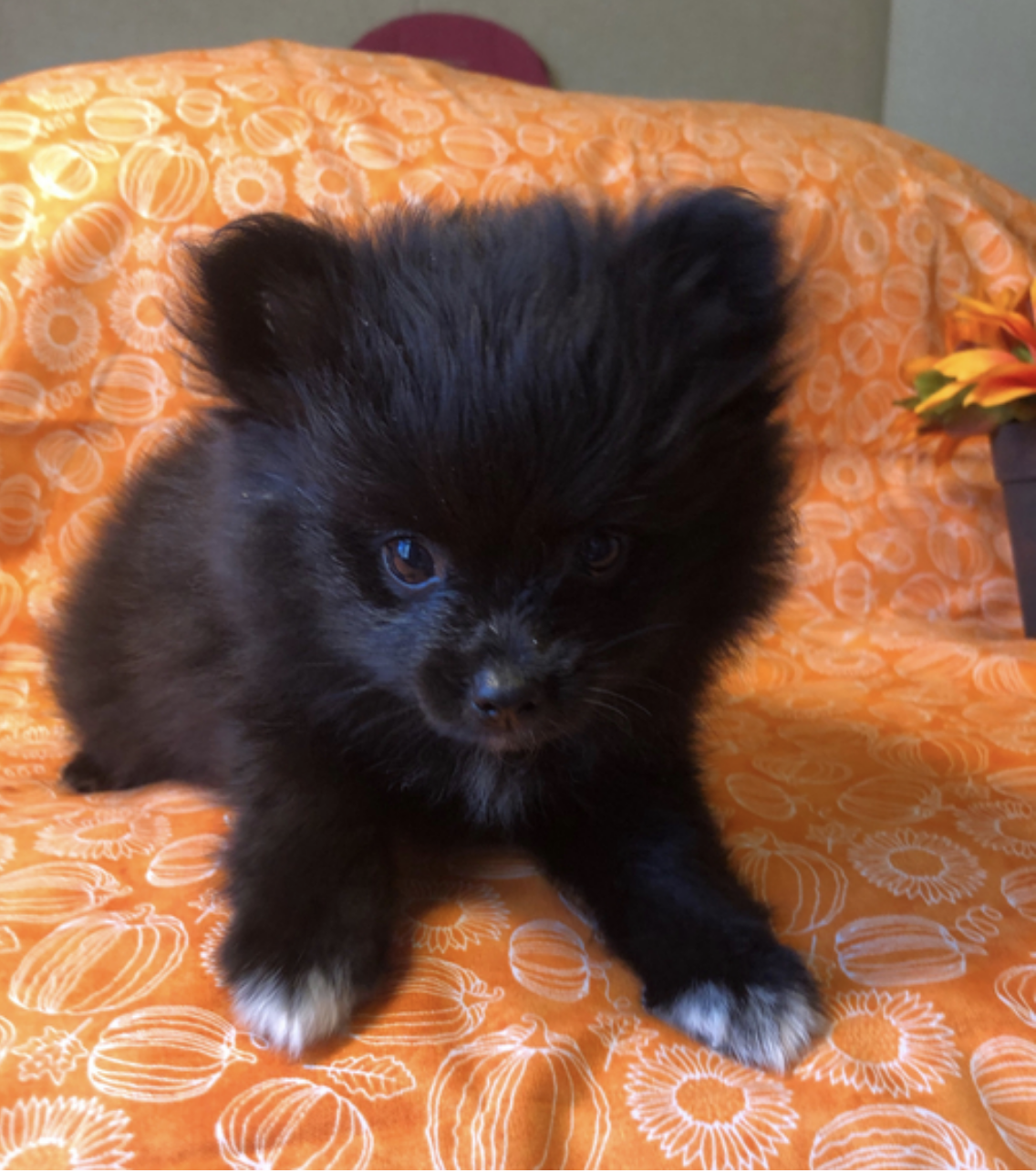 comprar cachorros sanos, baratos y asequibles para la venta